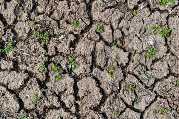 Degradación del suelo: qué es, causas y consecuencias - Qué es la degradación del suelo