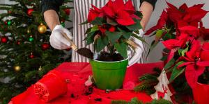 Abono casero para la flor de Pascua: ¿Cómo hacerlo y usarlo?