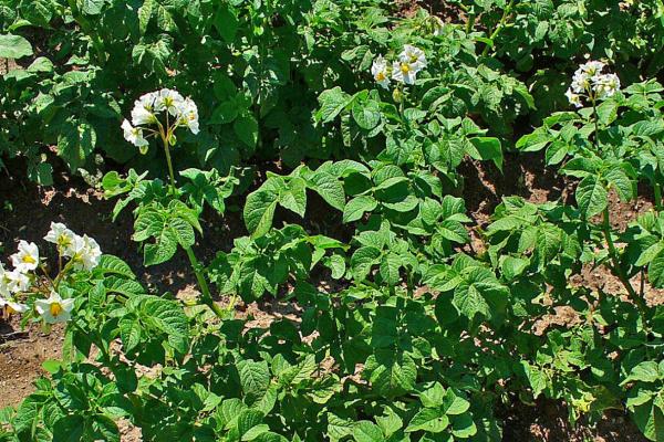 Patata - Características de la patata o Solanum tuberosum