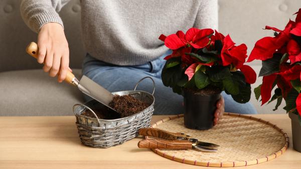 Abono casero para la flor de Pascua: ¿Cómo hacerlo y usarlo? - ¿Cómo usar el abono casero en la flor de Pascua?