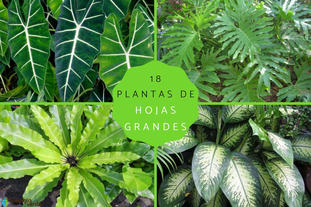 Plantas de hojas grandes