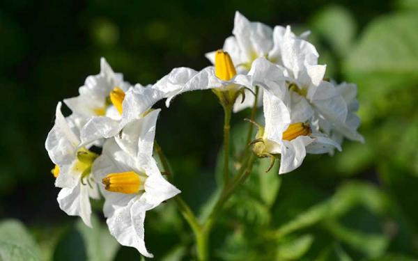 Patata - Reproducción y variedades de la patata