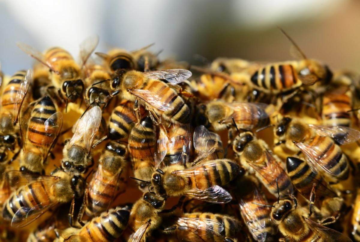 Cómo ahuyentar a las abejas