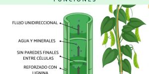 Xilema: qué es, dónde está y funciones