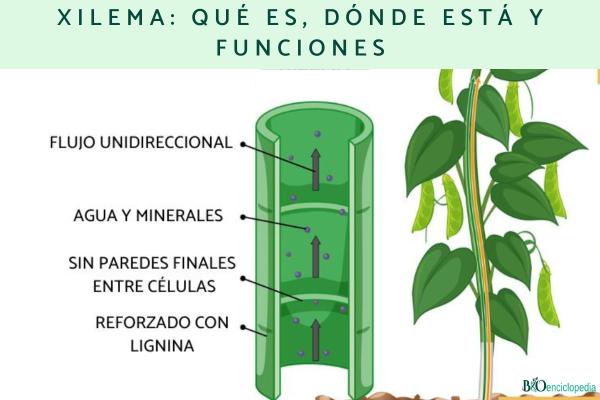 Xilema: qué es, dónde está y funciones