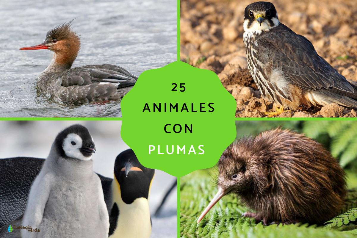 Animales con plumas