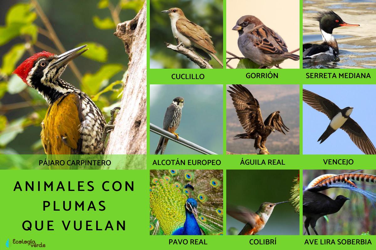 25 animales con plumas Nombres y características con FOTOS
