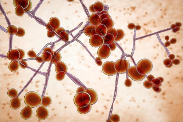 Agentes patógenos: qué son y tipos - Hongos