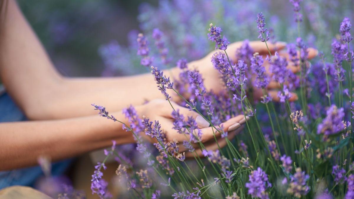 ¿Se pueden coger flores del parque? Estas son las multas que te pueden poner en España