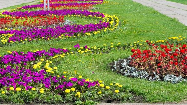 ¿Se pueden coger flores del parque? Estas son las multas que te pueden poner en España - Tipos de plantas que están protegidas y por qué lo están