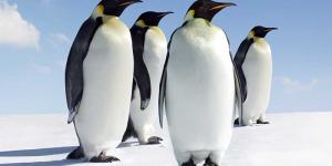 Pingüino Emperador