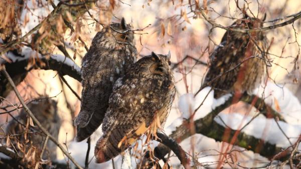 220 especies de aves y una biodiversidad excepcional: así es Sierra Escalona, el futuro parque natural de la Comunitat Valenciana - 220 especies de aves y la mayor población mundial de búho real