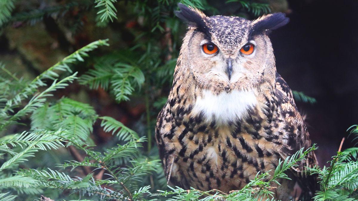 220 especies de aves y una biodiversidad excepcional: así es Sierra Escalona, el futuro parque natural de la Comunitat Valenciana