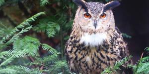 220 especies de aves y una biodiversidad excepcional: así es Sierra Escalona, el futuro parque natural de la Comunitat Valenciana