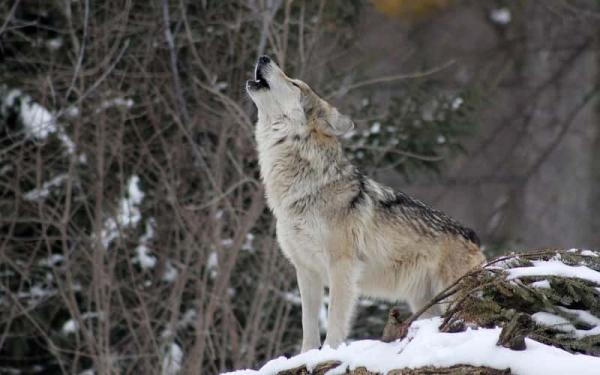 Dónde Viven los Lobos - El mundo sin lobos