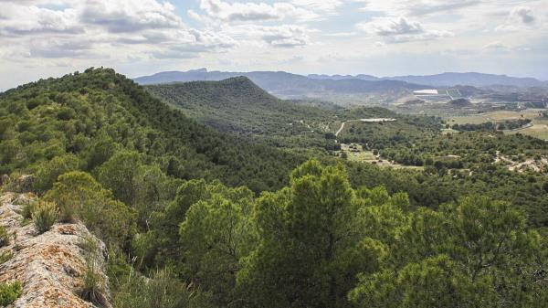 220 especies de aves y una biodiversidad excepcional: así es Sierra Escalona, el futuro parque natural de la Comunitat Valenciana - Sierra Escalona, más cerca que nunca de convertirse en parque natural