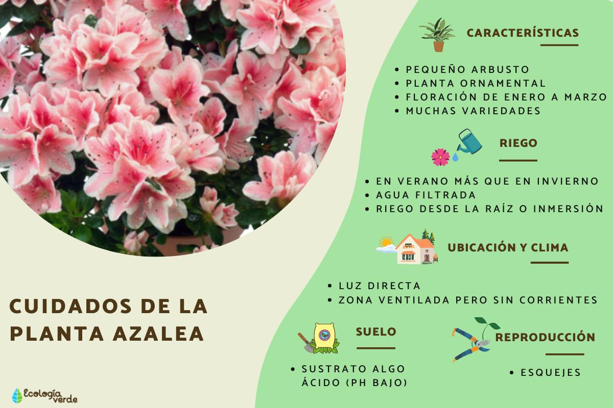 Azalea: cuidados y características