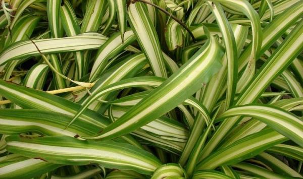 Decoración con plantas colgantes - Cómo mantener las plantas colgantes en buen estado 