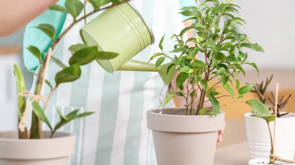 Los expertos en plantas coinciden: “Si te vas de vacaciones, déjalas juntas, bien regadas y lejos del sol directo” - El producto de jardinería que el experto no recomienda utilizar antes de irte de vacaciones