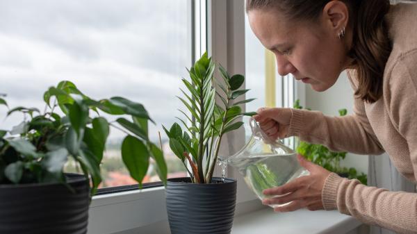 Los expertos en plantas coinciden: “Si te vas de vacaciones, déjalas juntas, bien regadas y lejos del sol directo” - El sencillo truco que recomiendan los expertos para que las plantas sobrevivan una o dos semanas solas