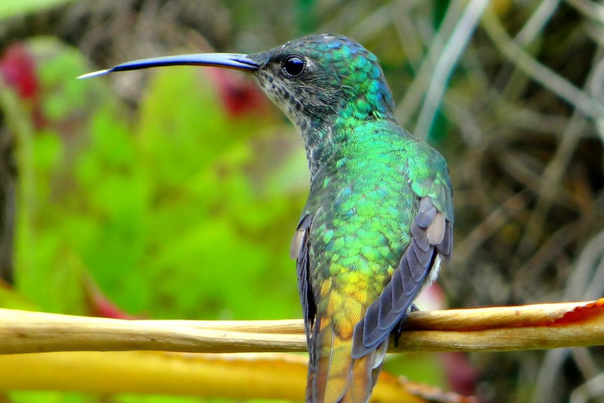 La reproducción del colibrí