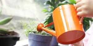 Los expertos en plantas coinciden: “Si te vas de vacaciones, déjalas juntas, bien regadas y lejos del sol directo”