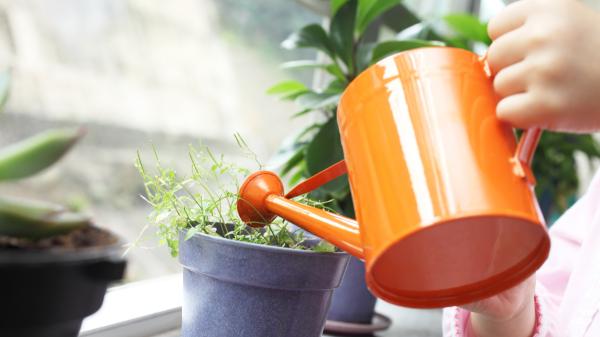 Los expertos en plantas coinciden: “Si te vas de vacaciones, déjalas juntas, bien regadas y lejos del sol directo”