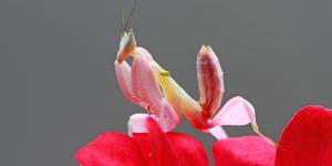Mantis orquídea