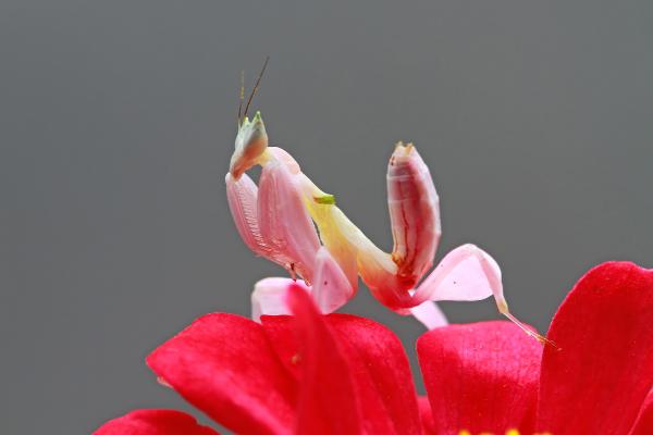 Mantis orquídea