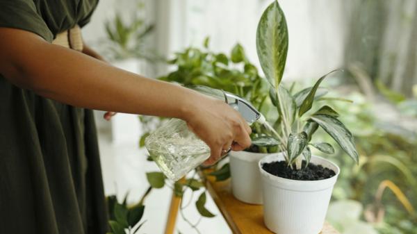 Los expertos en plantas coinciden: “Si te vas de vacaciones, déjalas juntas, bien regadas y lejos del sol directo” - Por qué juntar las plantas y alejarlas del sol ayuda a conservar mejor la humedad