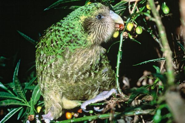 Kakapo - Alimentación del kakapo