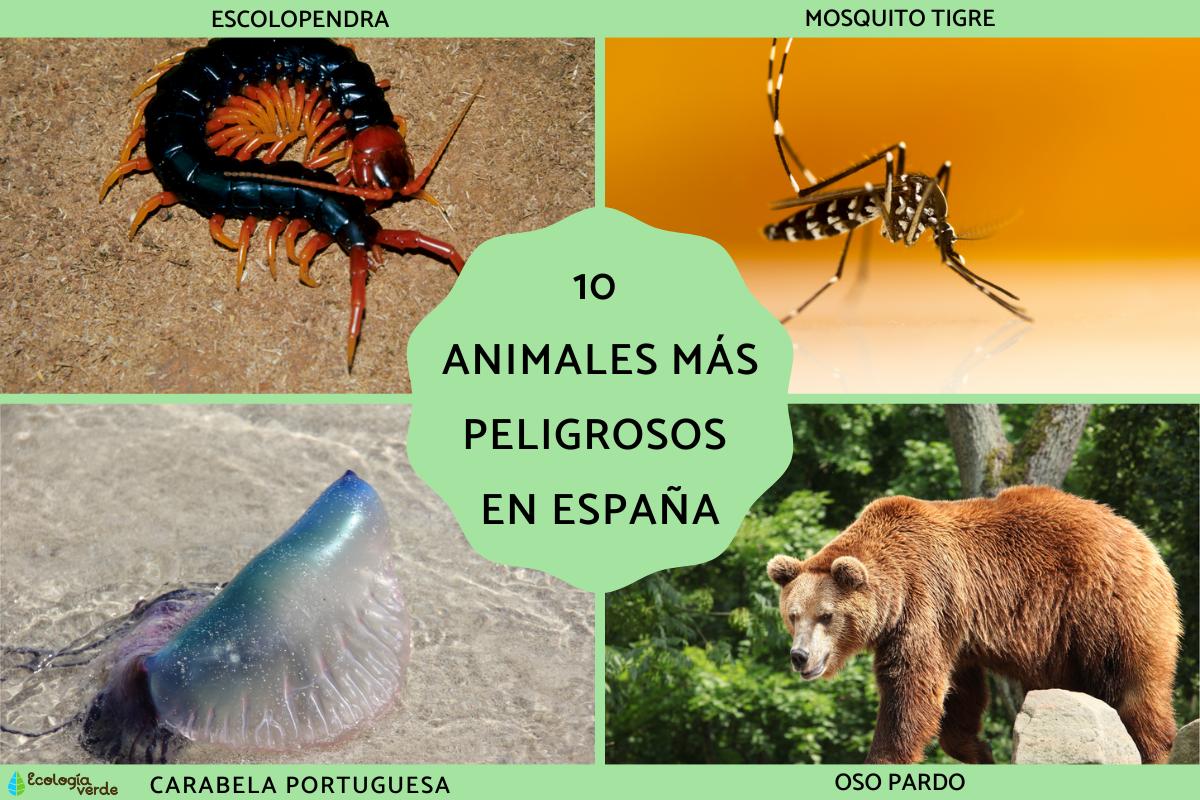 Animales más peligrosos en España