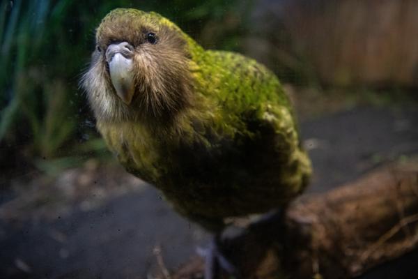 Kakapo - Características del kakapo