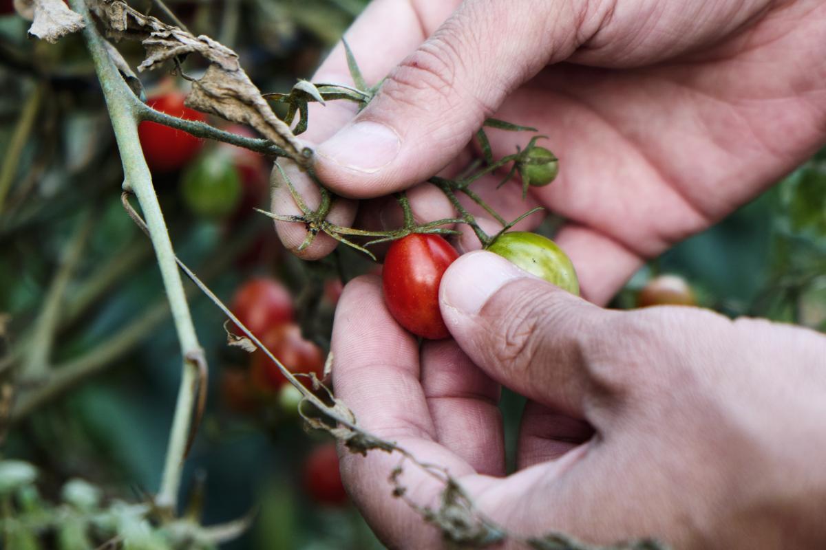 Cómo plantar tomates cherry