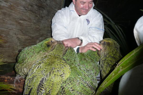 Kakapo - Comportamiento del kakapo