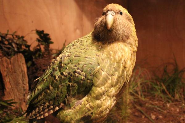Kakapo - El kakapo en peligro de extinción, sus amenazas y conservación