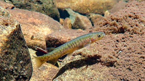 En 1864 Tasmania introdujo la trucha común para la pesca deportiva: 162 años después crea refugios libres de truchas para salvar a un pez nativo del que quedan 6.000 ejemplares - El pequeño pez de Tasmania que no existe en ningún otro lugar del mundo