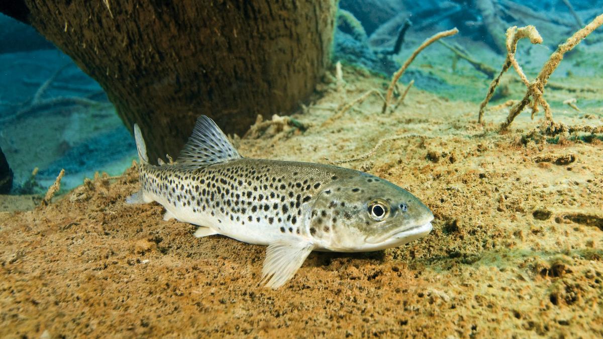 En 1864 Tasmania introdujo la trucha común para la pesca deportiva: 162 años después crea refugios libres de truchas para salvar a un pez nativo del que quedan 6.000 ejemplares