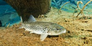 En 1864 Tasmania introdujo la trucha común para la pesca deportiva: 162 años después crea refugios libres de truchas para salvar a un pez nativo del que quedan 6.000 ejemplares