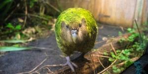 Kakapo