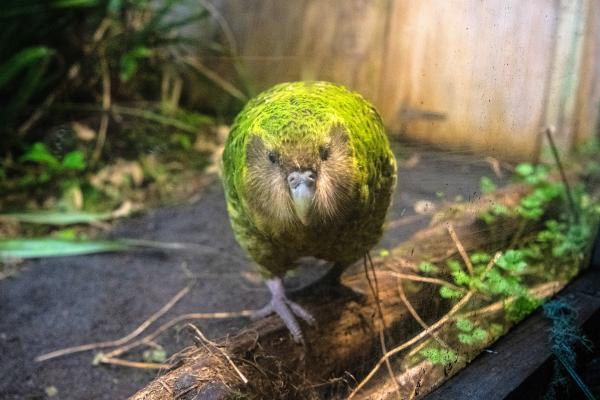 Kakapo