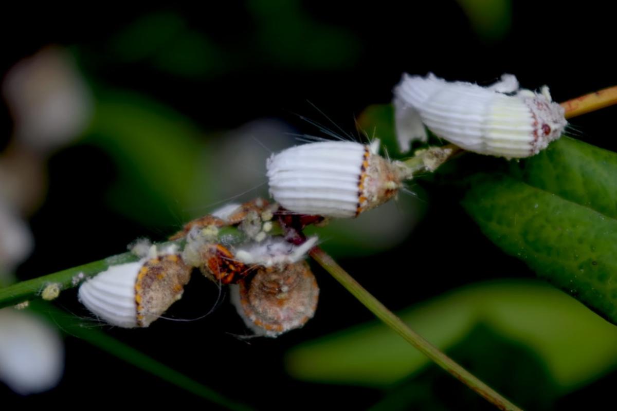 Cochinilla acanalada o Icerya purchasi: cómo eliminarla y ciclo de vida