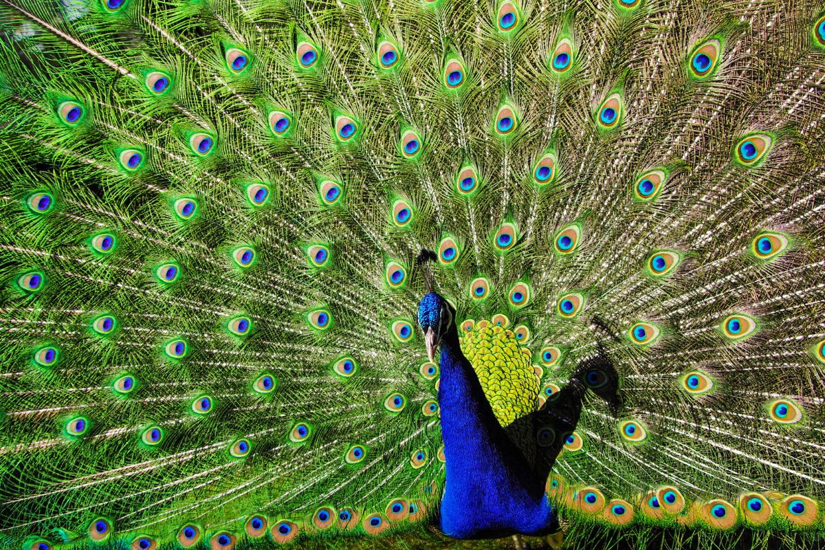 Cortejos en animales: ejemplos y características