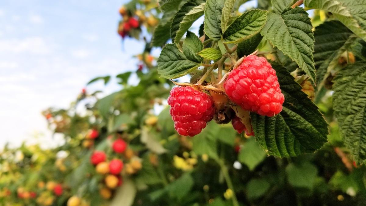 La frambuesa necesita una poda clave en otoño: el error que puede reducir la cosecha del año siguiente