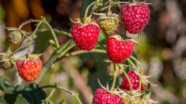 La frambuesa necesita una poda clave en otoño: el error que puede reducir la cosecha del año siguiente - Por qué es importante podar la frambuesa después de la cosecha
