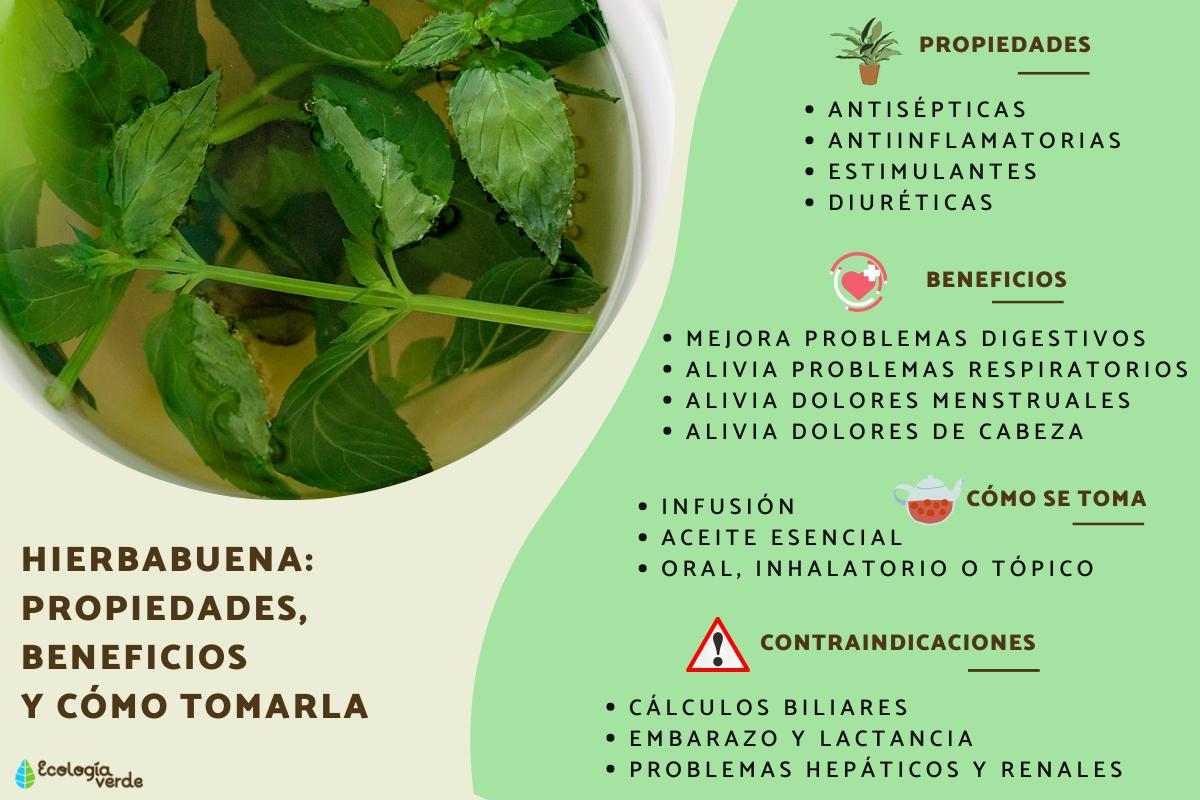 Hierbabuena: propiedades, beneficios y cómo tomarla