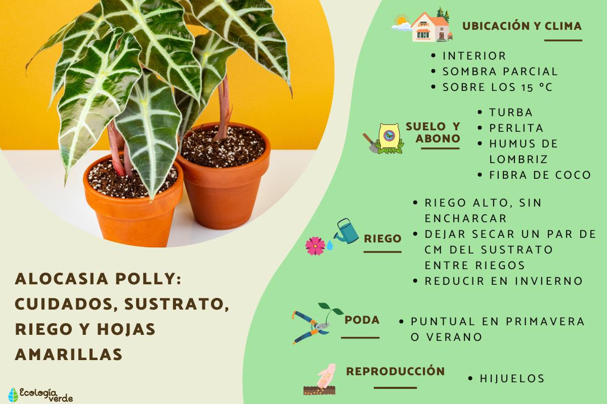 Alocasia polly: cuidados, sustrato, riego y hojas amarillas