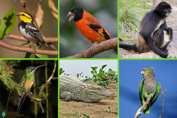 Animales en peligro de extinción en América Latina -