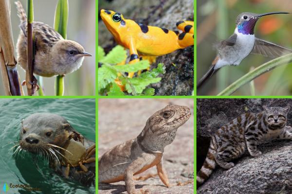 Animales en peligro de extinción en América Latina -