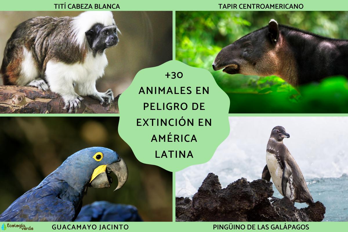 Animales en peligro de extinción en América Latina